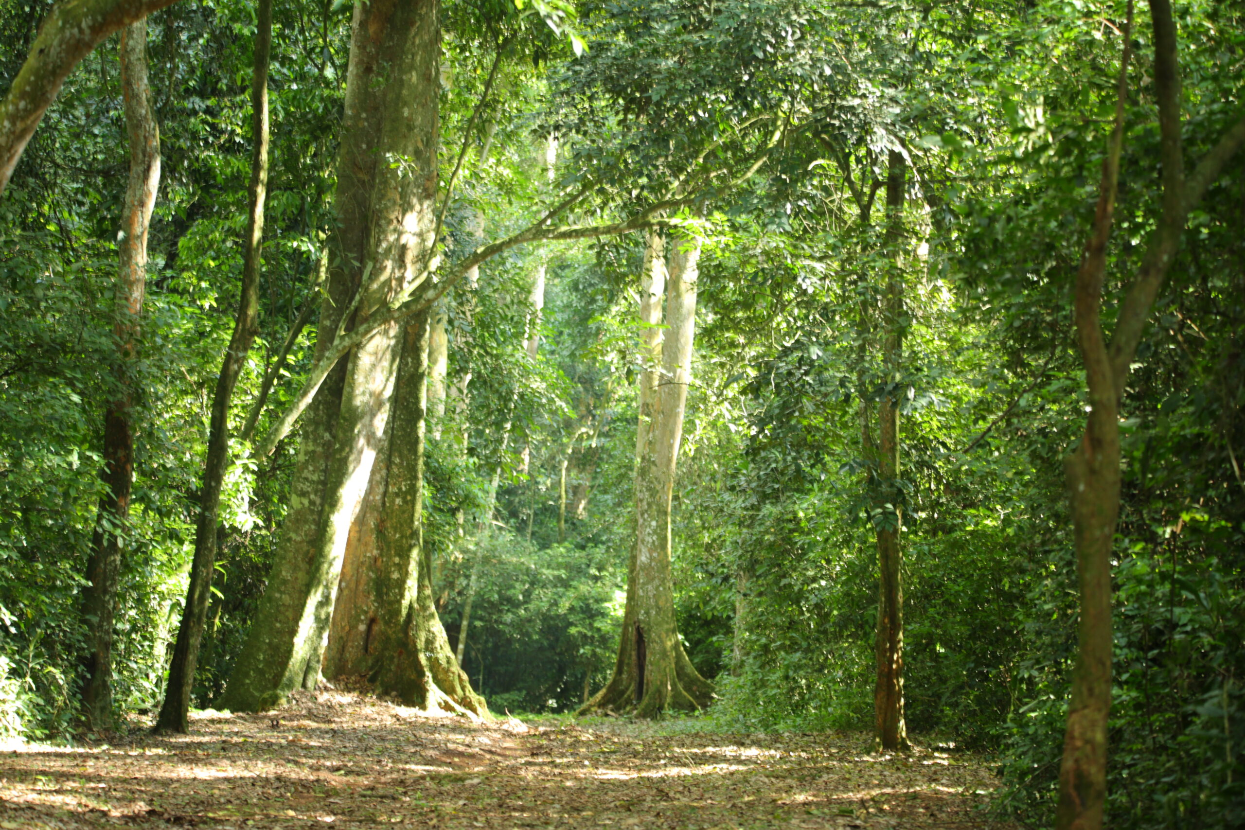 Mpanga forest