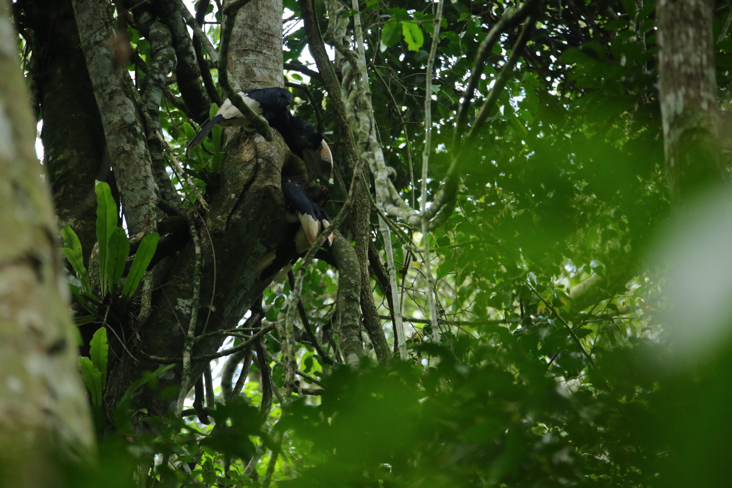 Hornbills in Mpanga forest 