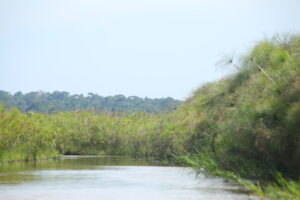 boat tour trough mamba Swamp