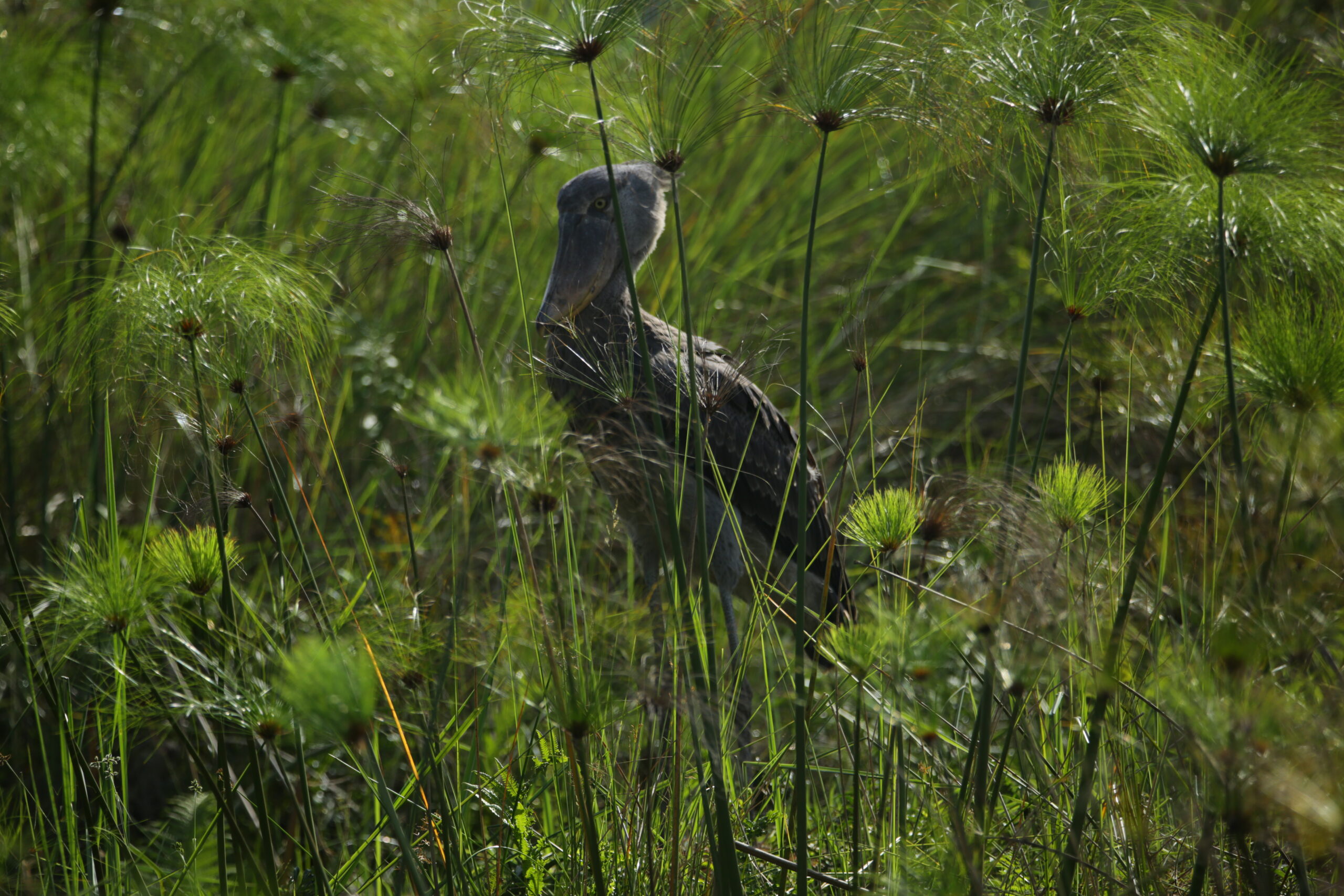 Shoebill in the Swamp