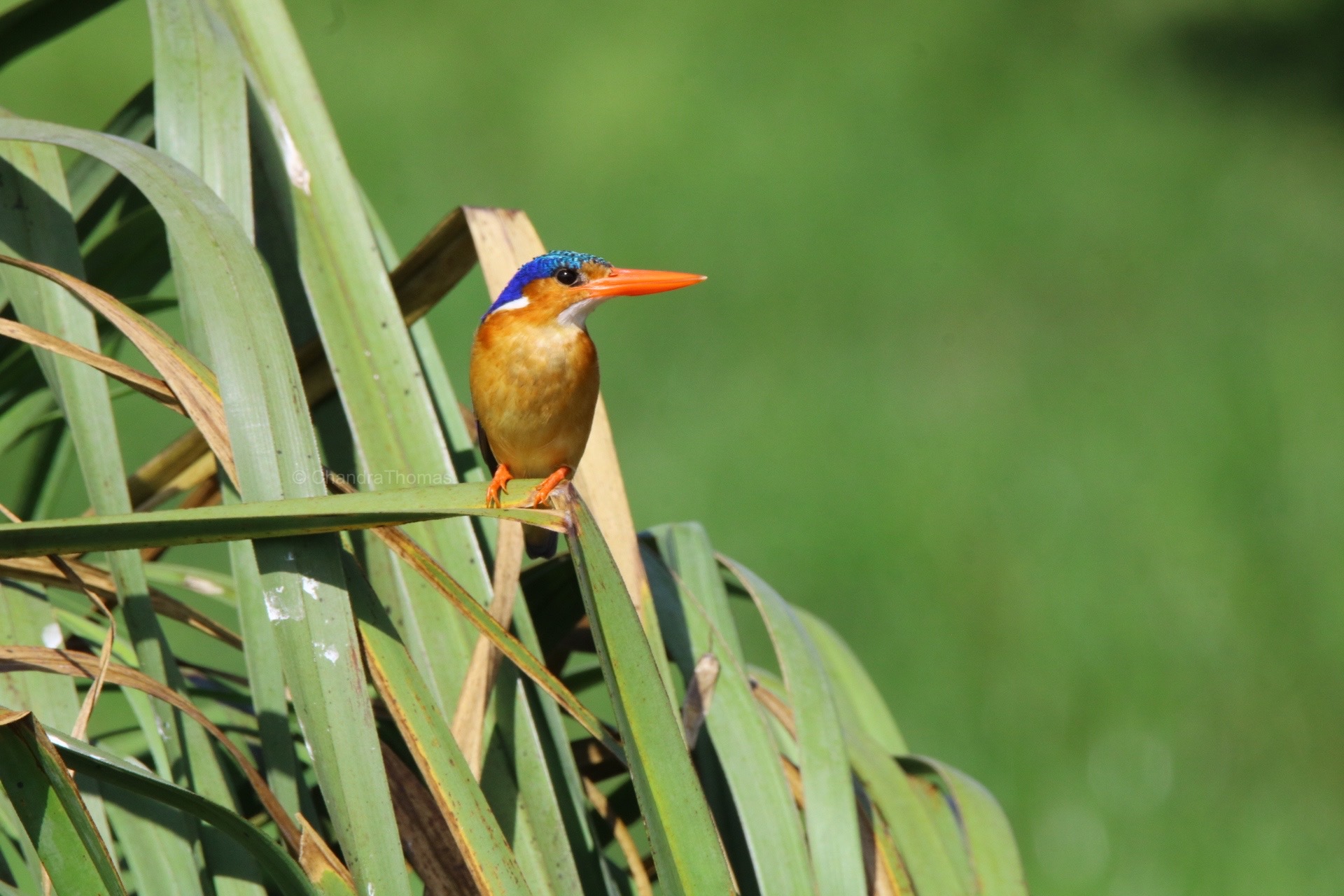 Bird sighting in Mabamba Swamp